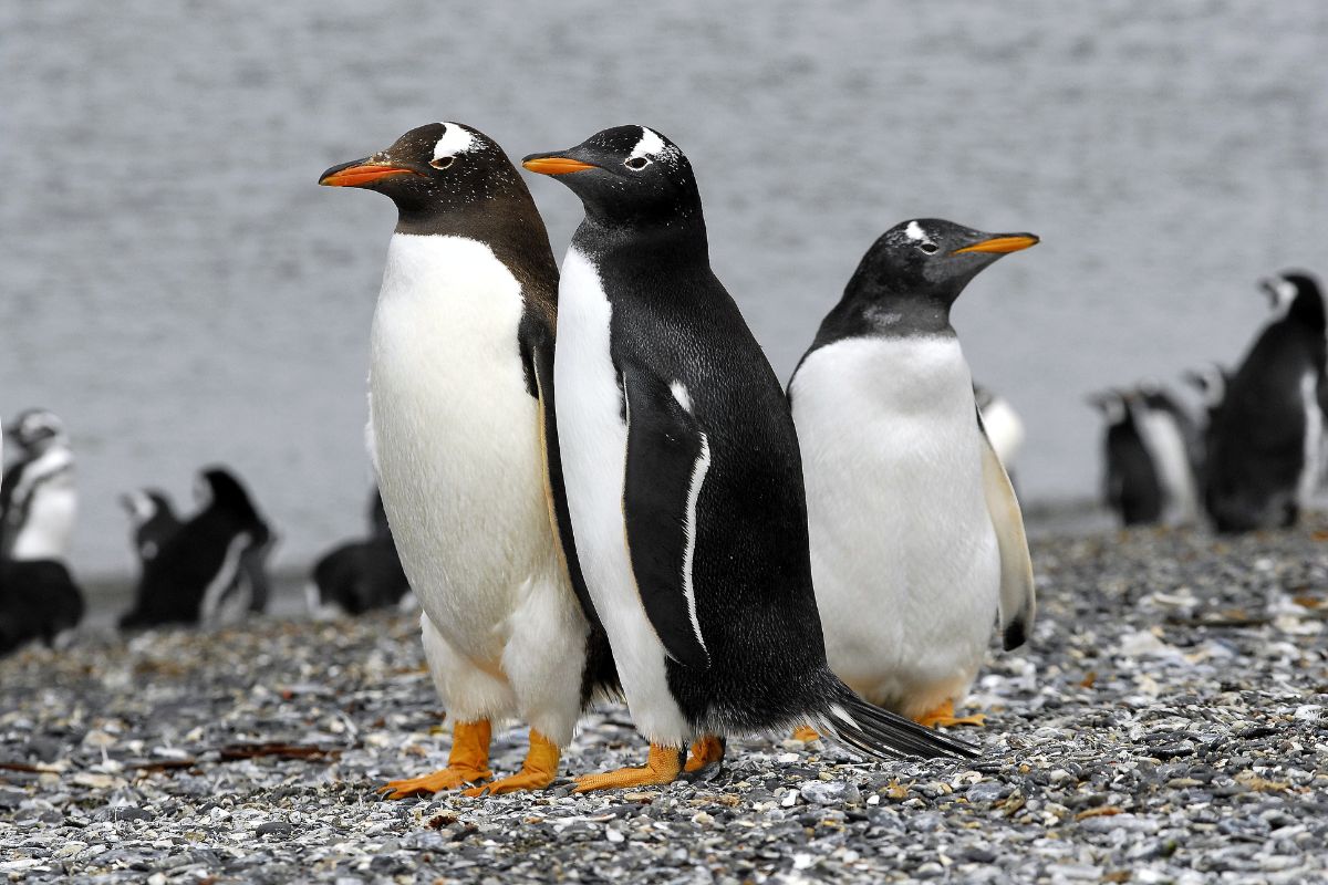 pinguinera-terramar